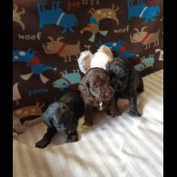 Cockapoo - Dogs