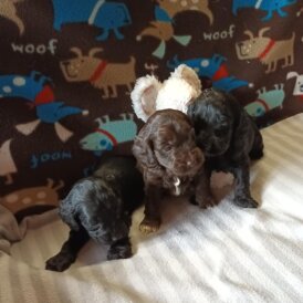 Cockapoo - Dogs