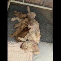 Cockapoo - Both
