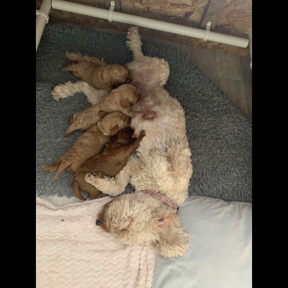 Cockapoo - Both