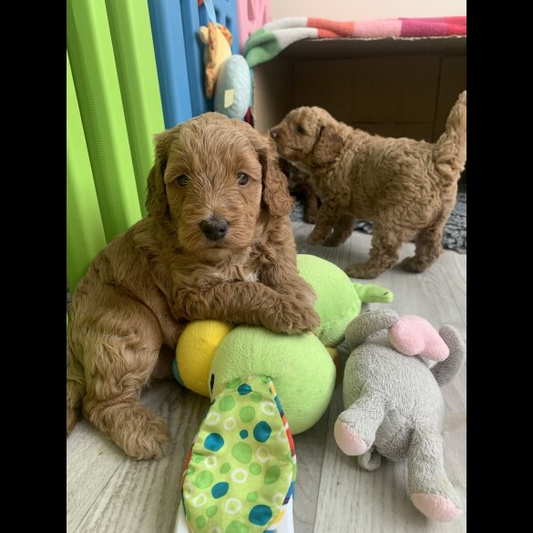 Cockapoo - Both