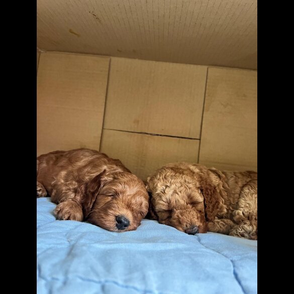 Cockapoo - Both