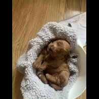 Cockapoo - Both