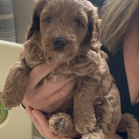 Cockapoo - Both