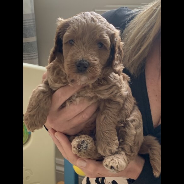 Cockapoo - Both