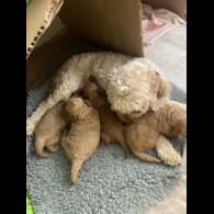 Cockapoo - Both