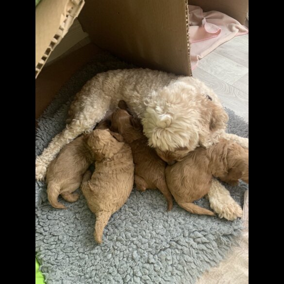Cockapoo - Both