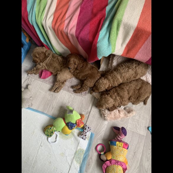 Cockapoo - Both