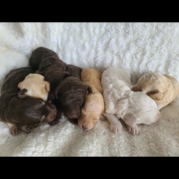 Cockapoo - Both