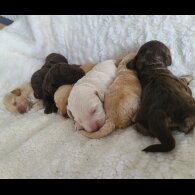 Cockapoo - Both