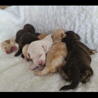 Cockapoo - Both