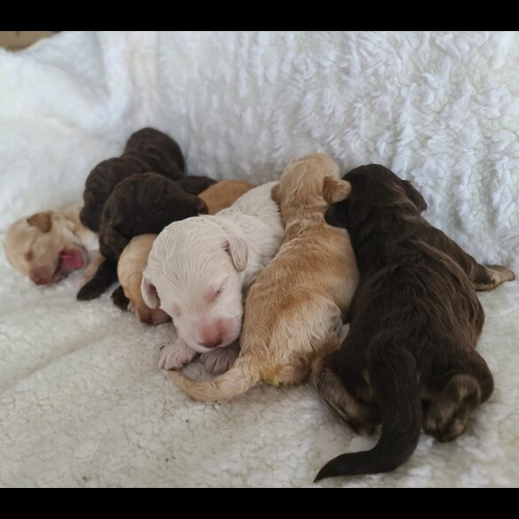 Cockapoo - Both