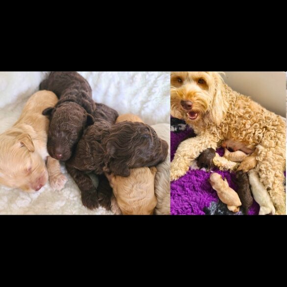 Cockapoo - Both