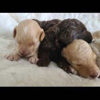 Cockapoo - Both