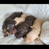 Cockapoo - Both