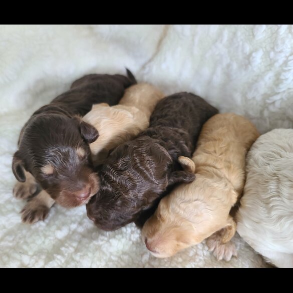 Cockapoo - Both