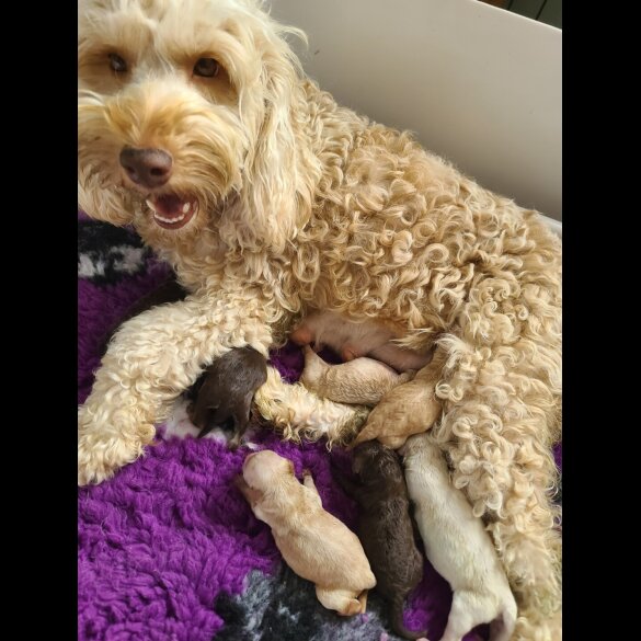 Cockapoo - Both