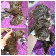 Cockapoo - Both