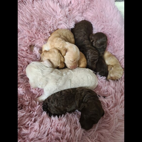 Cockapoo - Both
