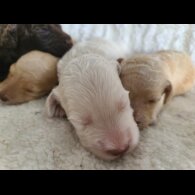 Cockapoo - Both
