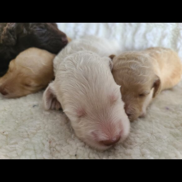 Cockapoo - Both