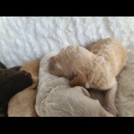 Cockapoo - Both