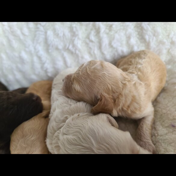 Cockapoo - Both