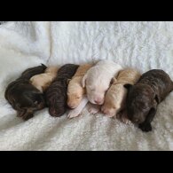 Cockapoo - Both
