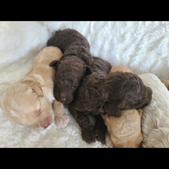 Cockapoo - Both