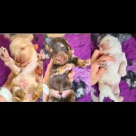 Cockapoo - Both