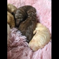 Cockapoo - Both