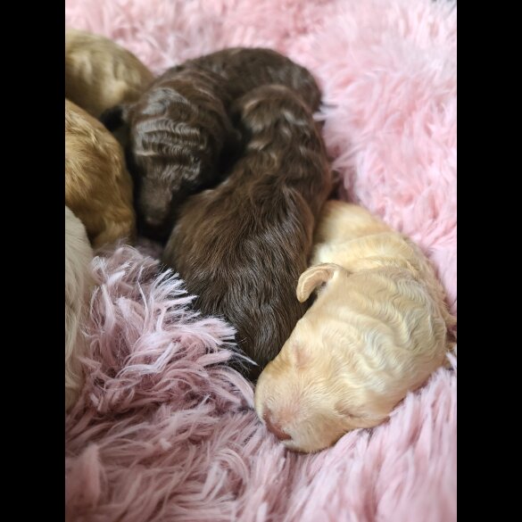 Cockapoo - Both