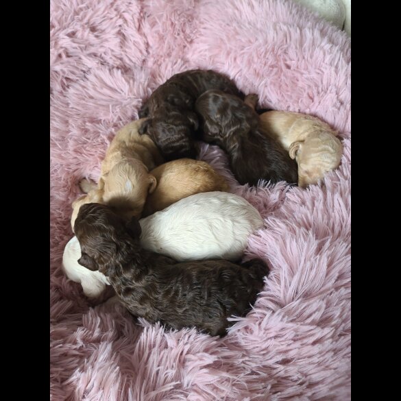Cockapoo - Both