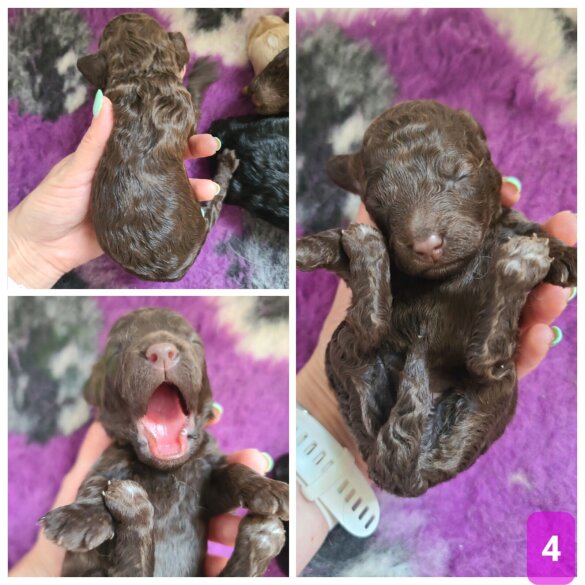 Cockapoo - Both