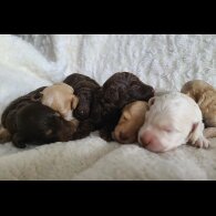 Cockapoo - Both