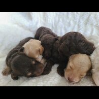 Cockapoo - Both
