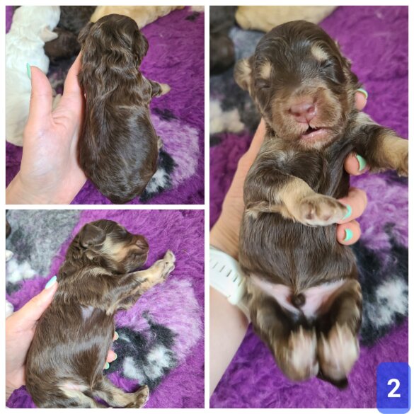 Cockapoo - Both