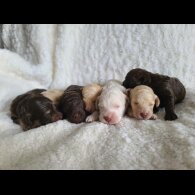 Cockapoo - Both