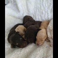 Cockapoo - Both