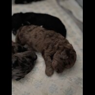 Goldendoodle - Both