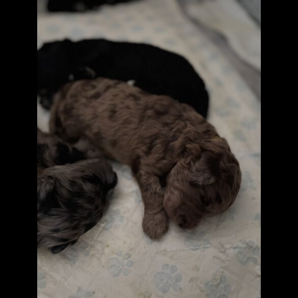 Goldendoodle - Both