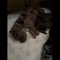 Goldendoodle - Both