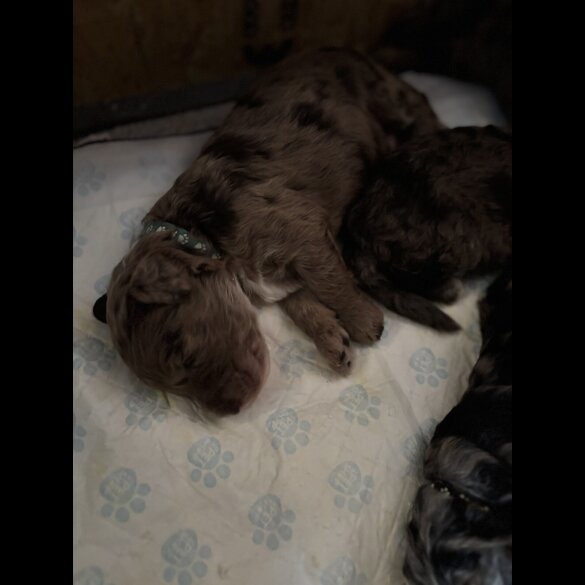 Goldendoodle - Both