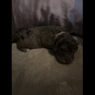 Goldendoodle - Both