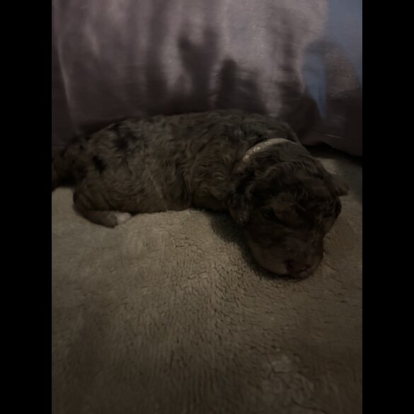 Goldendoodle - Both