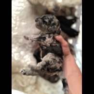Goldendoodle - Both