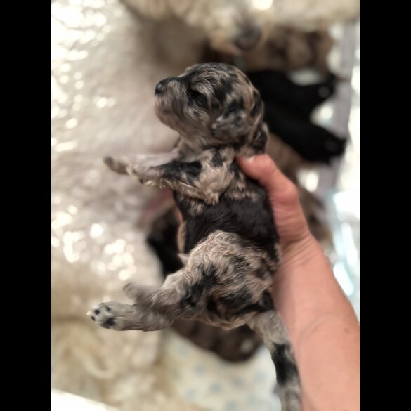 Goldendoodle - Both