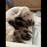 Goldendoodle - Both