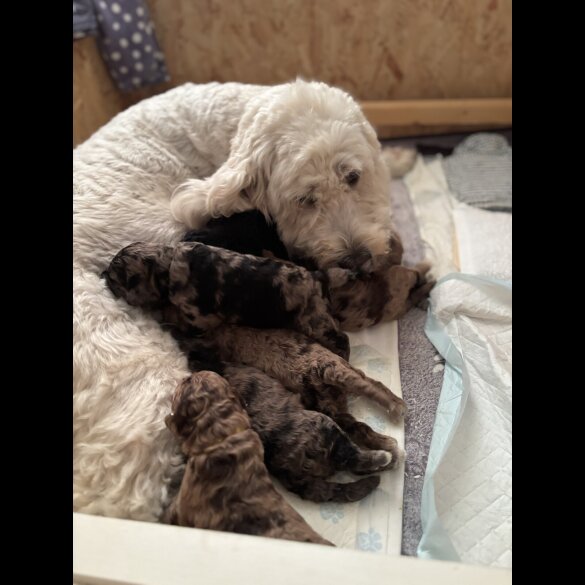 Goldendoodle - Both
