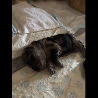 Goldendoodle - Both